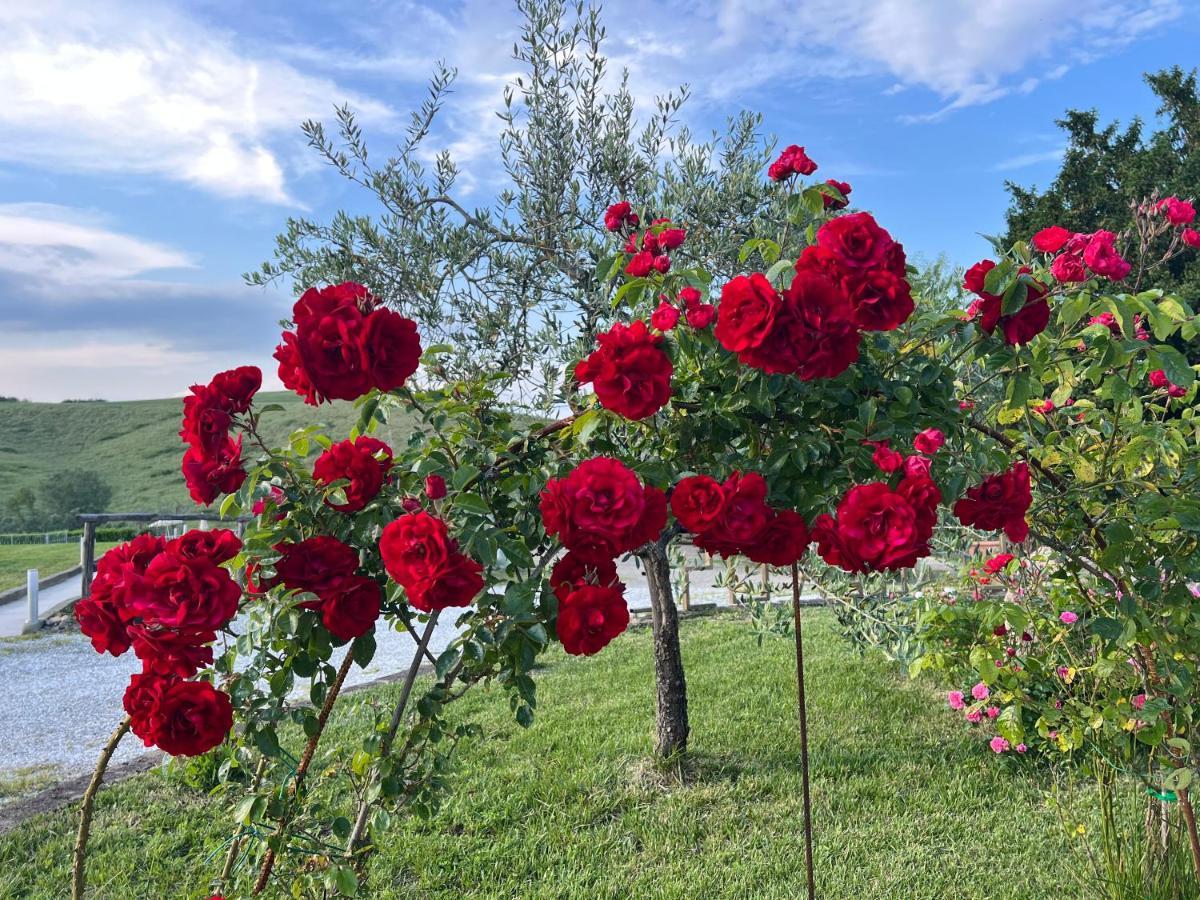 Masso Alle Rose Di Santarsiero Serena Монтайоне Екстер'єр фото